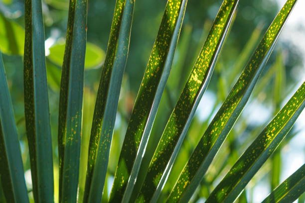 istock A mediterranean dwarf palm leaf in the sunlight 1206708157