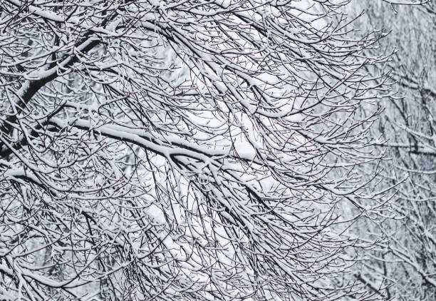 istock Fairytale fluffy snow-covered trees branches, nature scenery with white snow and cold weather. Snowfall in winter park 1206708393