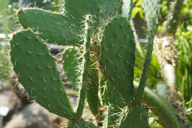 istock Opuntia orbiculata cactus 1206709431