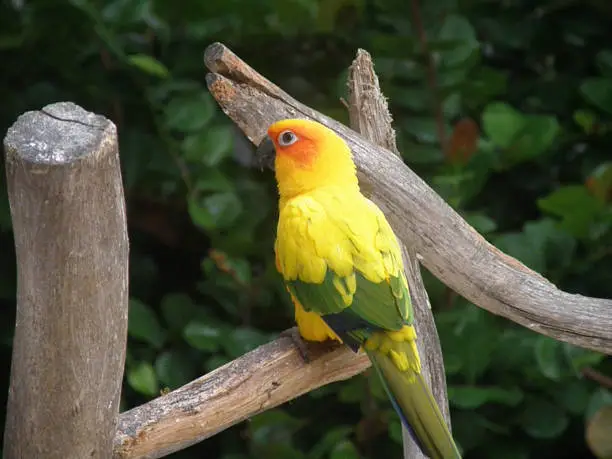 Adorable yellow lorikeet bird standing on a perch.