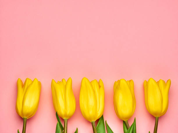istock Yellow spring tulips on pink, women's day background copy space 1206713728
