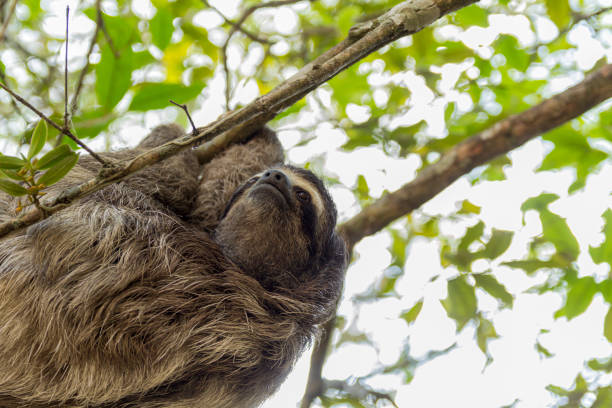 istock Three-toed sloth bear moving in the trees. Costa Rica 1206713738