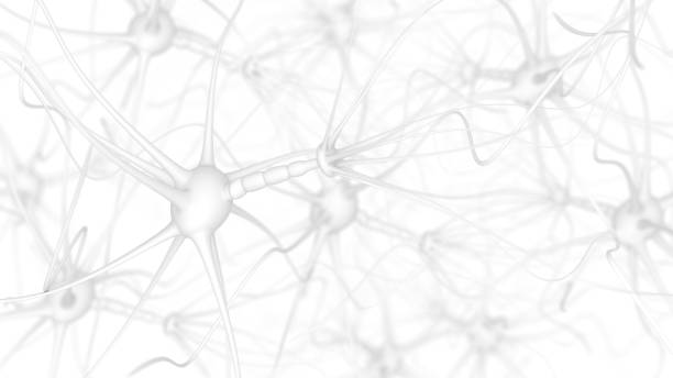 백색에 신경 세포 - neuroscience nerve cell nerve fiber dendrite 뉴스 사진 이미지