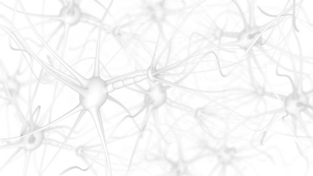 Neuron cells on white Neuron cells - 3d rendered image of Neuron cell network on white background.  Conceptual medical image.  Healthcare concept. central nervous system photos stock pictures, royalty-free photos & images