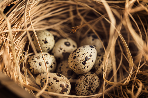 Quail eggs in a nest of hay