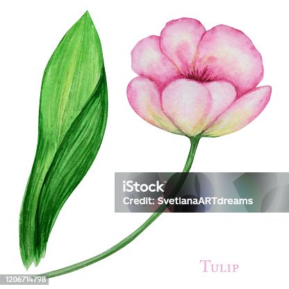 istock Pink tulip and leaf, hand drawn watercolor botanical illustration. Beautiful spring flower. Floral element isolated on white background. Make your greeting card, invitation, poster, banner design 1206714798