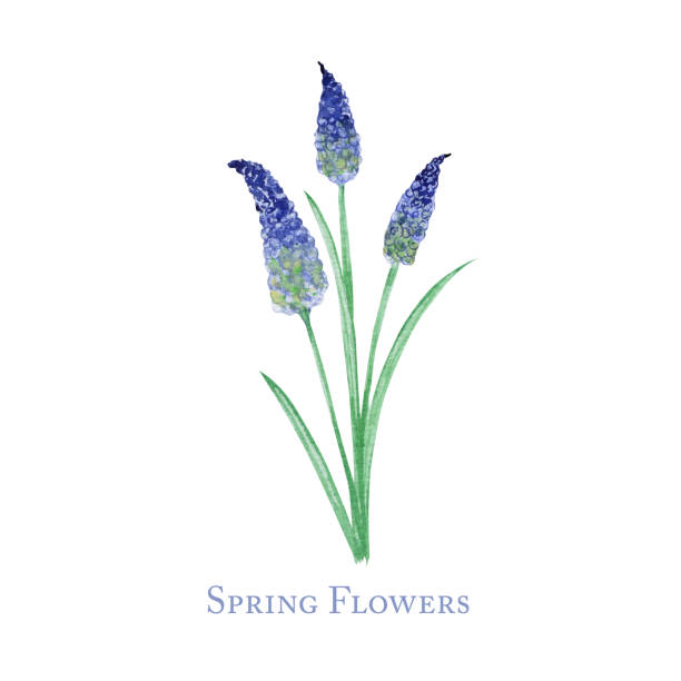 istock Spring Blue flower with leaf, hand drawn watercolor botanical illustration. Beautiful Floral element isolated on white background. Make your greeting card, invitation, poster, banner design 1206714834