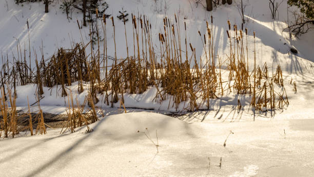 istock Cattails in deep snow next to a frozen pond on a bright sunny day 1206715957