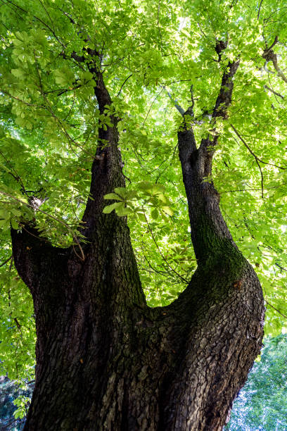 Large bole in the Luxembourg Gardens, Paris, France.