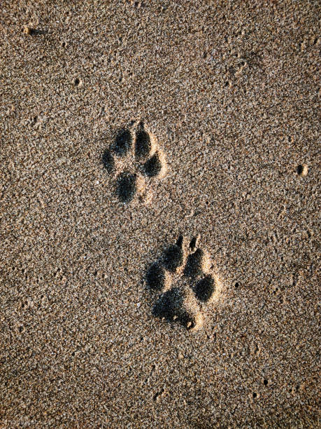 The dog was walking with its hooman in the beach.