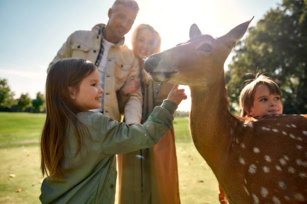 istock Exciting experience. Cute little girl watching and stroking young dappled deer with food while spending great time with her family in zoo 1206719023
