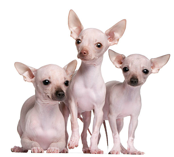 Hairless Chihuahuas Standing And Lying Down White Background Stock Photo -  Download Image Now - iStock
