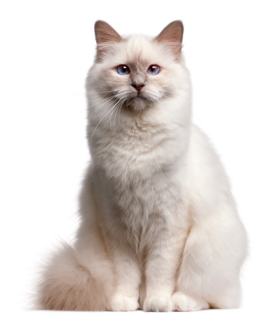 Birman cat, 9 months old, in front of white background.