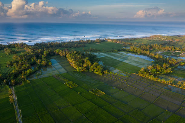 Aerial landscape taken by drone of green rice paddy field in Bali sitting along the coastline