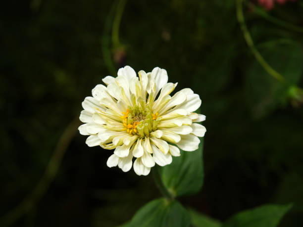 istock Flowers from gardens in Australia 1206721965