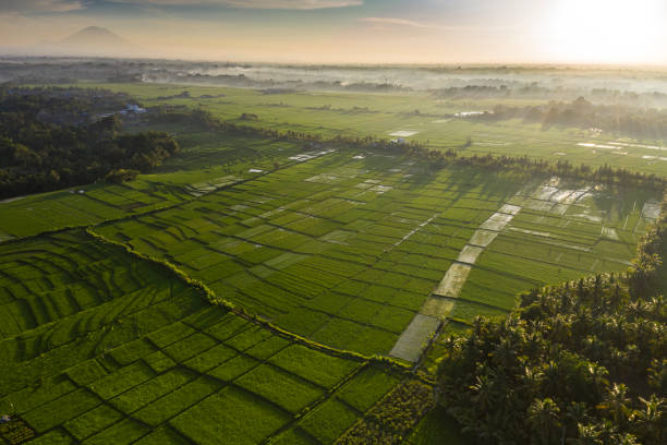 istock Aerial view of green rice paddy fields in Bali 1206722166