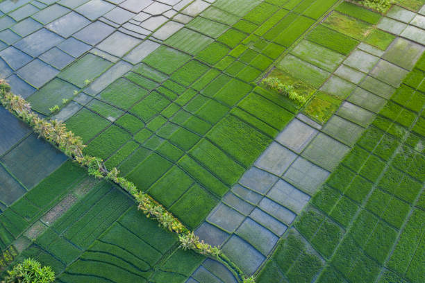 istock Drone view of green rice paddy fields in Bali 1206722225