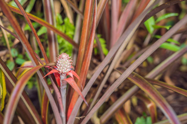 A beautiful tropical red ginger flower