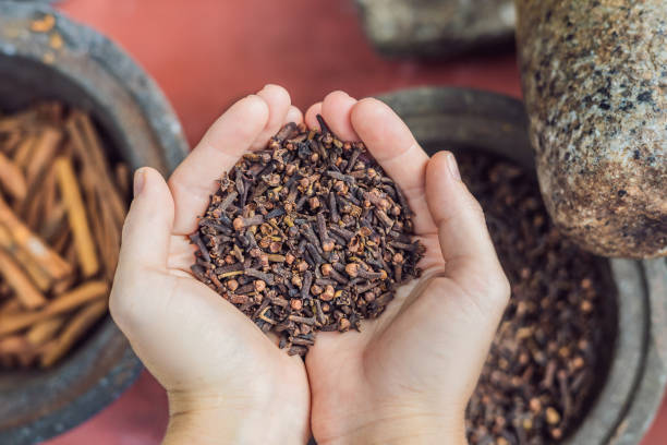 condimento dei garofani in mani femminili, grani di garofano, erbe medicinali a base di erbe, grani di garofano secco in un piatto - cardamom spice indian culture isolated foto e immagini stock