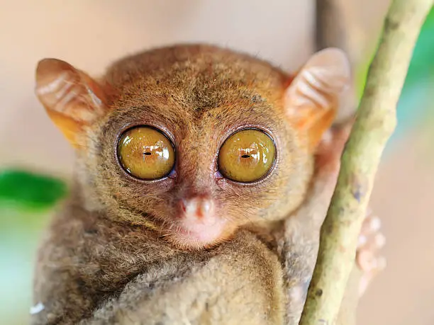 Funny tarsier on the tree branch. Bohol. Phillipines