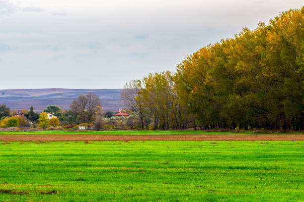 Selective focus, shallow depth of field at Zlato Pole or Gold Field Protected Area, Municipality of Dimitrovgrad, Haskovo Province, Bulgaria. Agricultural landscape