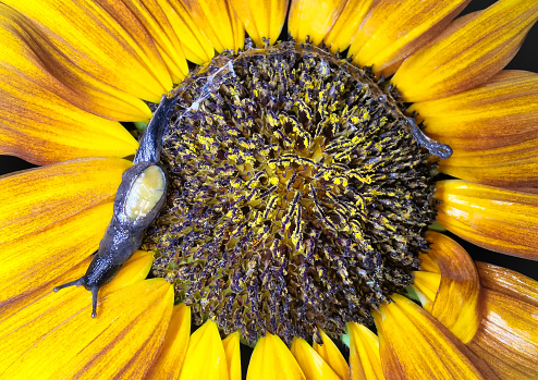 Snails on sunflower petals