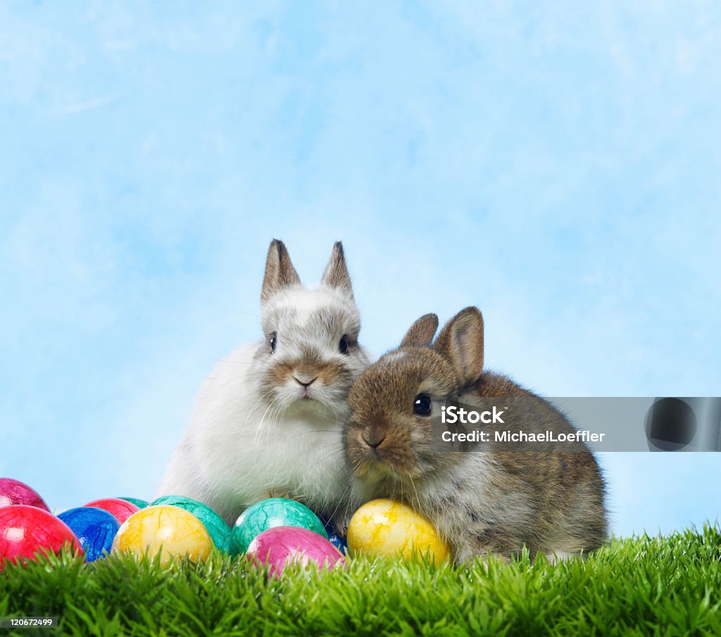 Wielkanocny zając - Zbiór zdjęć royalty-free (Wielkanoc)