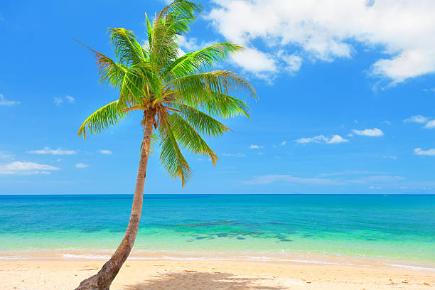 istock beach with coconut palm and sea 120672615