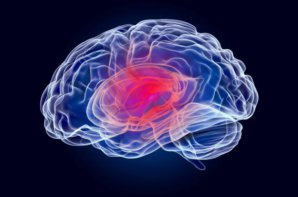concept de maladie du cerveau, hologramme de rayon x. rendu 3d - tronc cérébral photos et images de collection