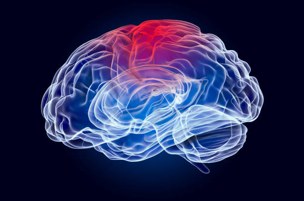 istock Brain, disease of parietal lobe concept. 3D rendering 1206728122
