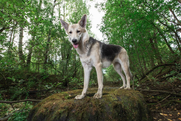 istock Happy mongrel dog standing on tire at nature 1206728340