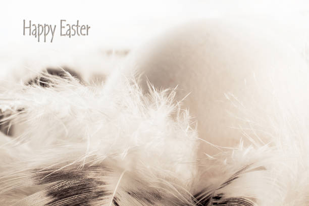 istock White natural egg and white feathers. Text: Happy Easter. Monochrome, minimal, macro photo. Happy easter concept. 1206729142