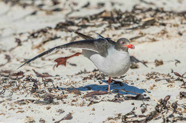 mewa delfinów (leucophaeus scoresbii) – mewa pochodząca z południowego chile i argentyny oraz falklandów. - saunders island zdjęcia i obrazy z banku zdjęć