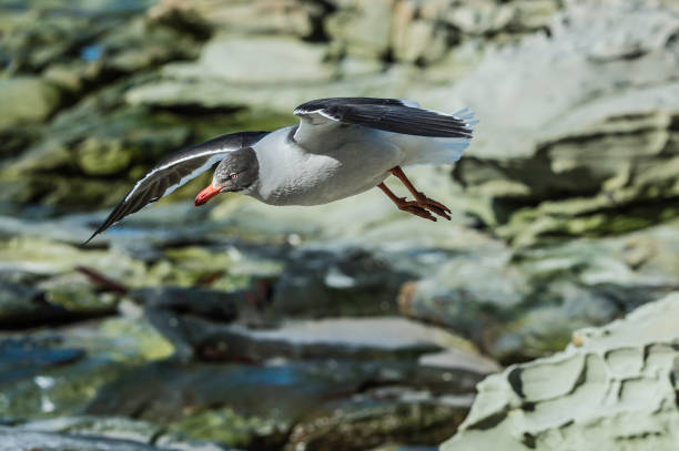 mewa delfinów (leucophaeus scoresbii) – mewa pochodząca z południowego chile i argentyny oraz falklandów. - saunders island zdjęcia i obrazy z banku zdjęć