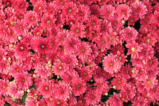 istock Terry red chrysanthemums bloom on a flowerbed in a park close-up 1206730101