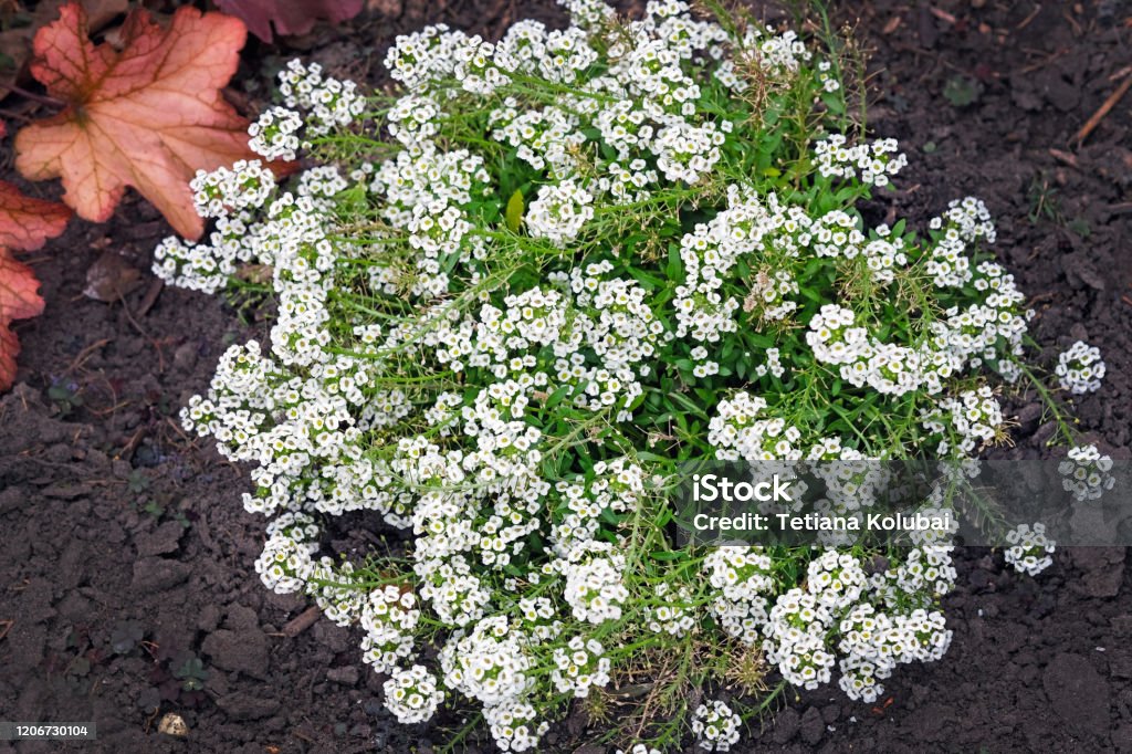 Blooming carpet of Sweet Alyssum also Alison (Lobularia maritima) Blooming carpet of Sweet Alyssum also Alison (Lobularia maritima). Beautiful little white flowers near the curb, plants for the decoration of flower beds. Cute Stock Photo
