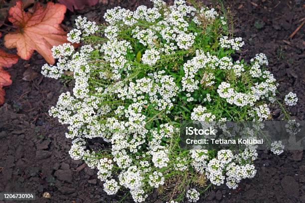 Blooming Carpet Of Sweet Alyssum Also Alison Stock Photo - Download Image Now