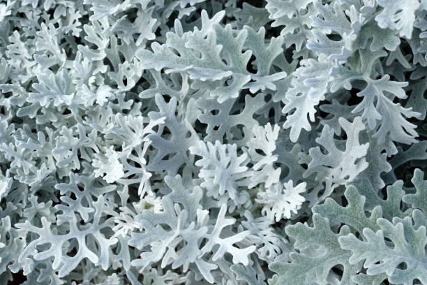 Marine cineraria with exotic openwork leaves, silver color, close-up. Marine cineraria with exotic openwork leaves, silver color, close-up. A plant with openwork silver leaves for decoration of flower beds in a city park. cineraria stock pictures, royalty-free photos & images