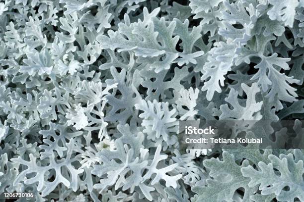 Marine Cineraria With Exotic Openwork Leaves Silver Color Closeup Stock Photo - Download Image Now