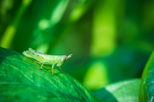 Grasshopper on green leaf in organic farm. Closeup and copy space. Integrity of natural environment.