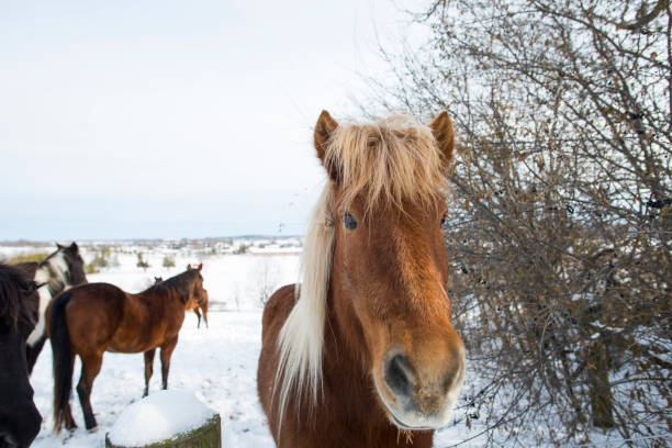 istock Horse Standing in a Winter Landscape 1206730896