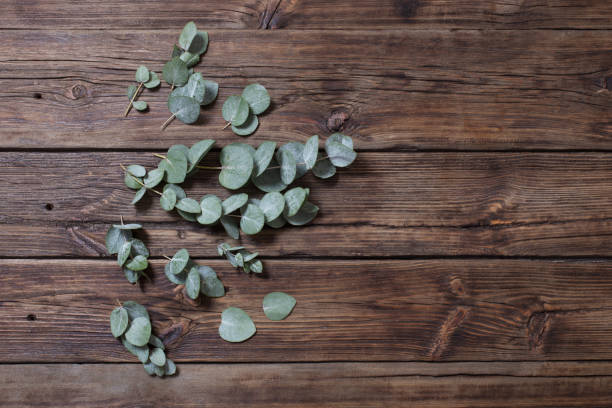 istock eucalyptus on old dark wooden background 1206731364