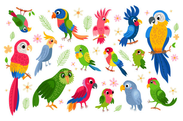 Set of tropical parrots characters Set of tropical parrots. Vector cartoon parrots characters isolated on white background. Brazil animal in jungle with palm leaves and flowers lorikeet stock illustrations