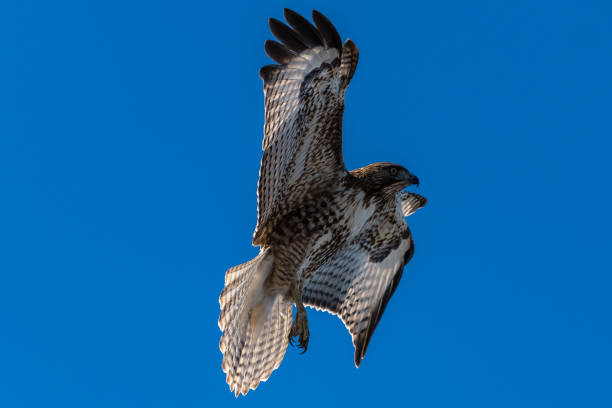 faucon à queue rouge dans le vol de faucons de vol - tule lake national wildlife refuge photos et images de collection