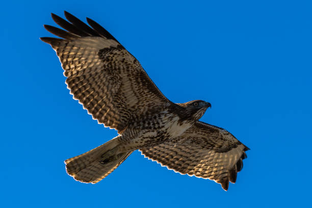 halcón de cola roja en halcones de vuelo volando - tule lake national wildlife refuge fotografías e imágenes de stock