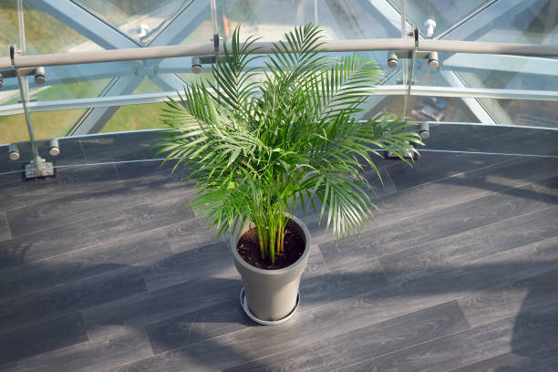 A flower with very beautiful cirrus leaves in a gray flowerpot. A flower with very beautiful cirrus leaves in a gray flowerpot. On the gray floor is a flowerpot with a home flower Hamedorea. Home flowers for interior decoration. areca palm tree stock pictures, royalty-free photos & images