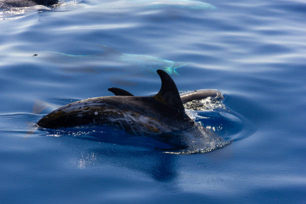 istock Pilot whale with marks and scars on skin going underwater on blue ocean 1206732745