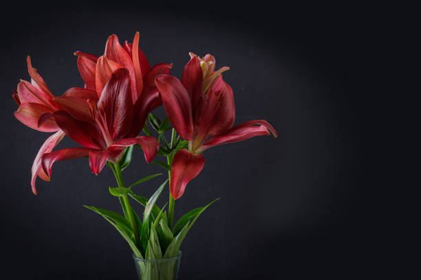 istock Red Asiatic Lilies Horizontal 1206738999