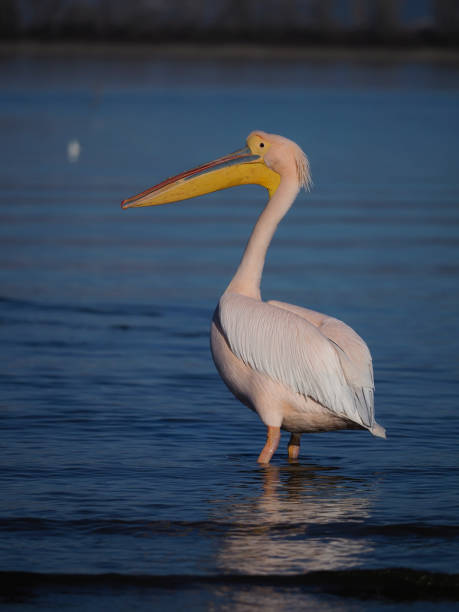 Great-white pelican, Pelecanus onocrotalus