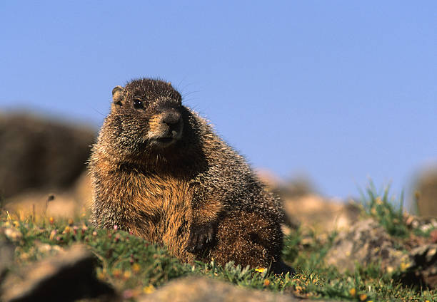 istock Yellow-bellied Marmot 120673981